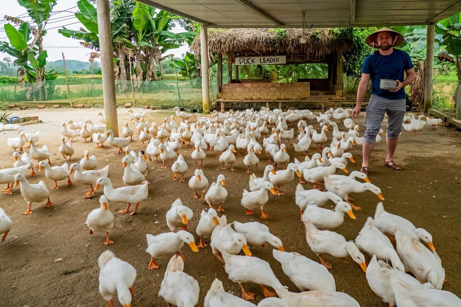 Du khách trải nghiệm làm “Duck Leader” tại The Duck Stop